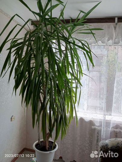 Юкка- Пальма