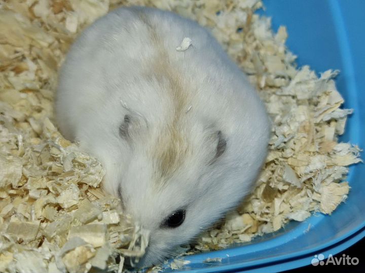 Малыши джунгарских хомячков из питомника