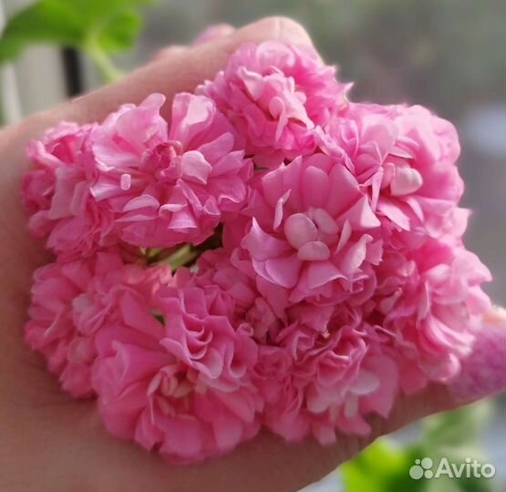 Герань пеларгония розебудная