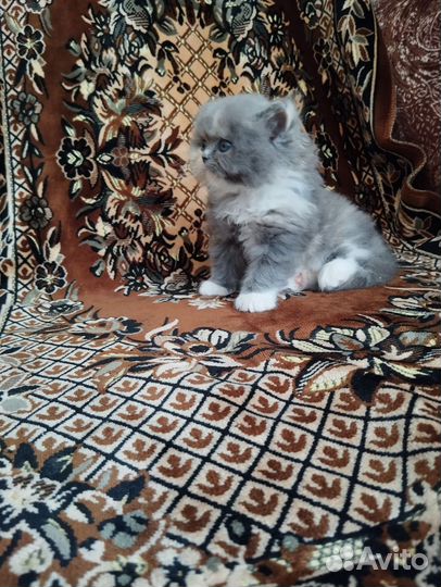 Продаю котят