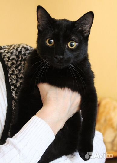 Котик Тишка ищет дом