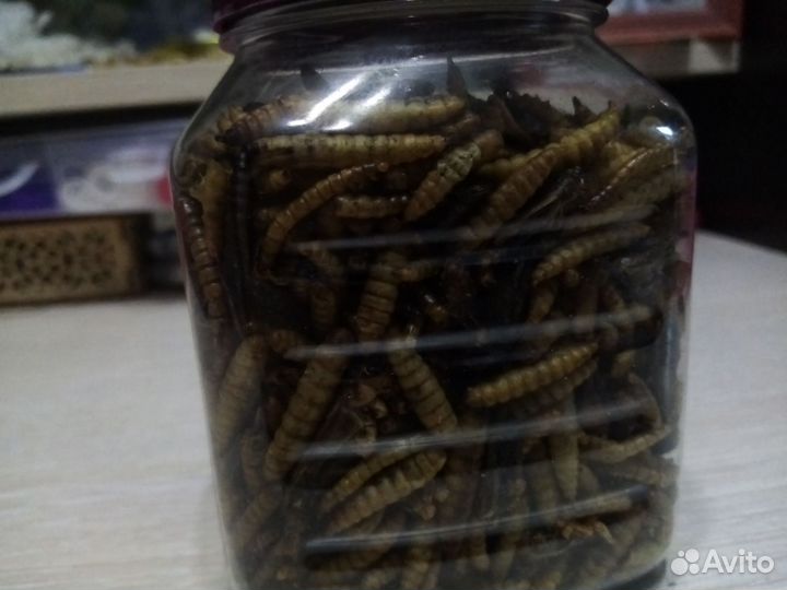 Аксессуары для хомяка