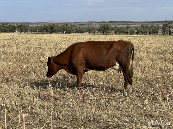 Коровы дойные