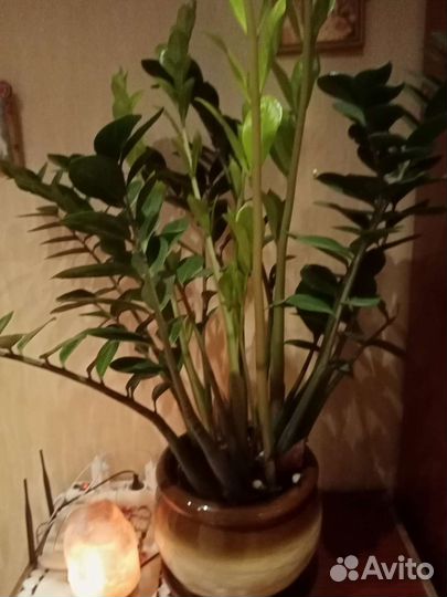 Замиокулькас