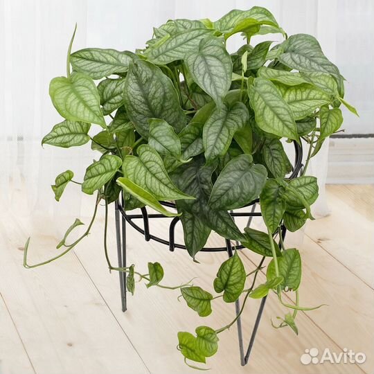 Пилея мелколистная, монстера сильтепекана