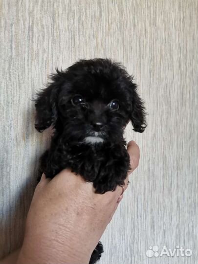 Кавапу щенки