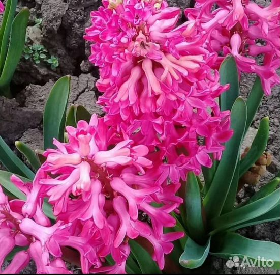 Гиацинт луковицы