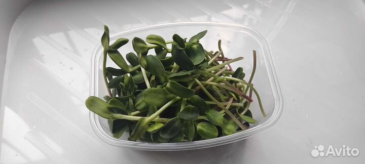 Микрозелень под заказ