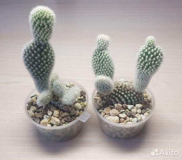 Суккуленты