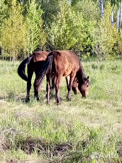 Лошади и жеребята