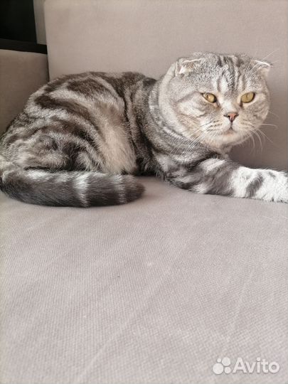 Шотландская вислоухая кошка бесплатно