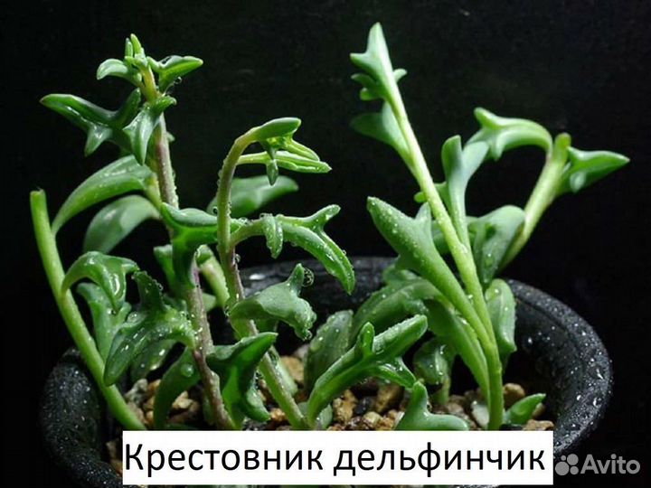 Крестовник