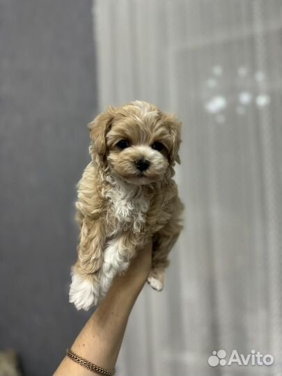 Мальтипу ф1 мини девочка