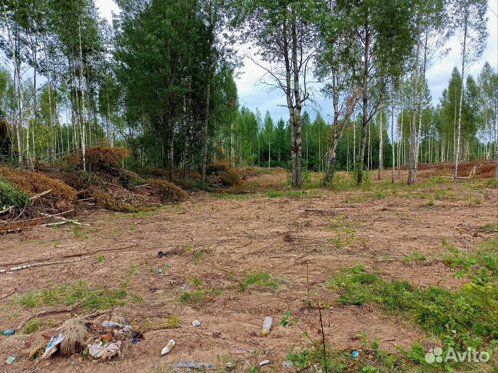 Берёза, осина кругляк