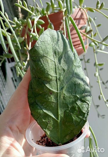 Хойя, укорененные черенки 3