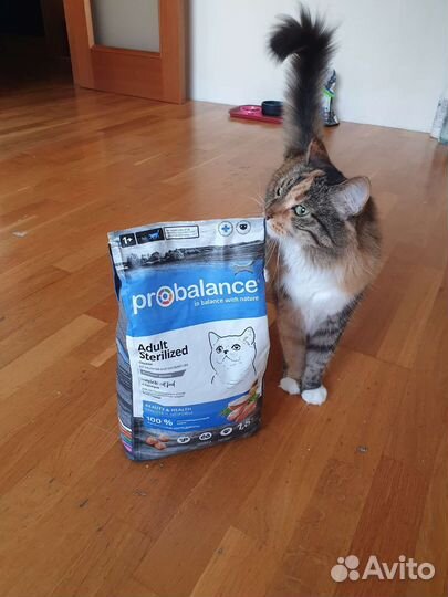 Кошка в добрые руки бесплатно