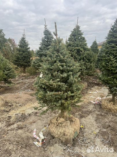 Ель голубая