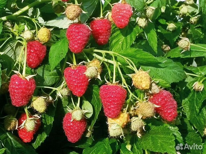 Малина саженцы