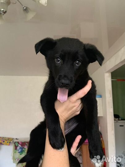 Девочка щенок