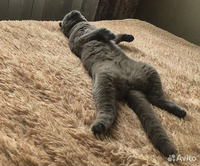 Арчи - вислоухий британец котик-кастрат в дар