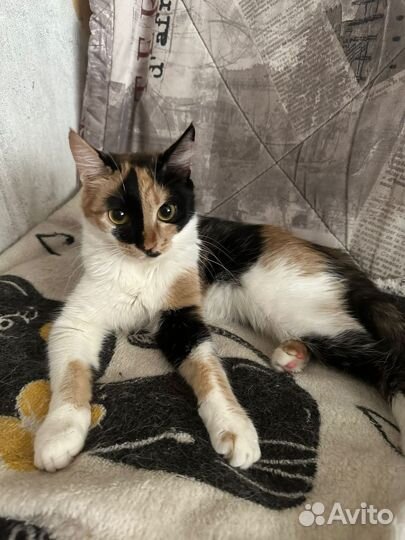 Отдам в добрые руки