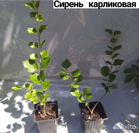 Живучка Сирень карликовая Стефанандра