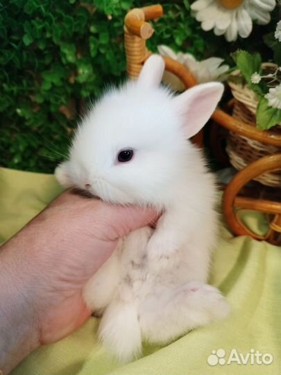 Декоративные кролики. Карликовые мини