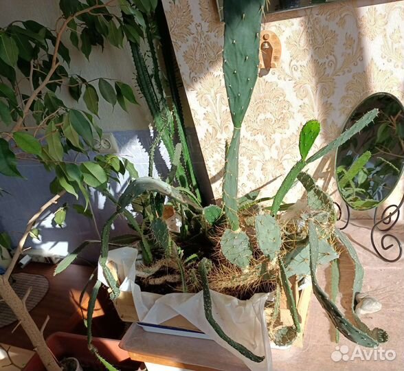 Кактусы: опунция сжатая и гилоцериус волнистый