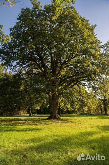 Родословная