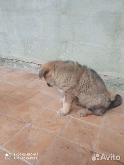 Щенок мальчик