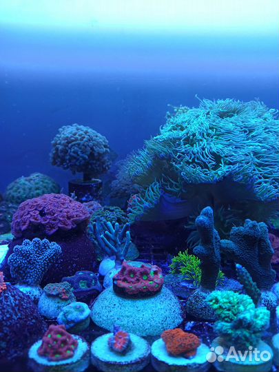 Морские кораллы. Морской аквариум