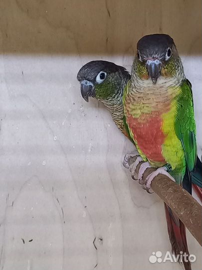 Попугай породы пиррура малине