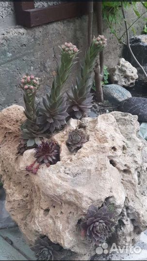 Каменная роза (Молодило)