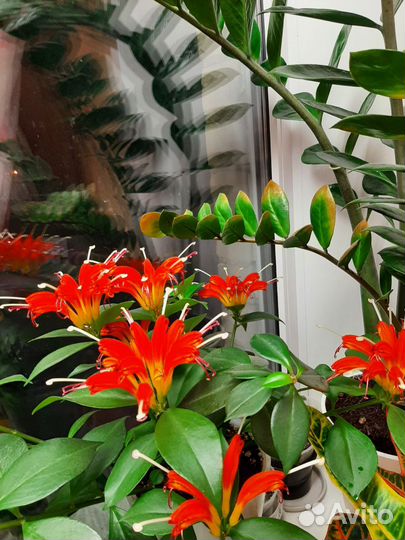 Эсхинантус жар птица