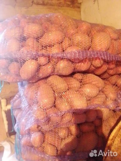 Картофель сортовой