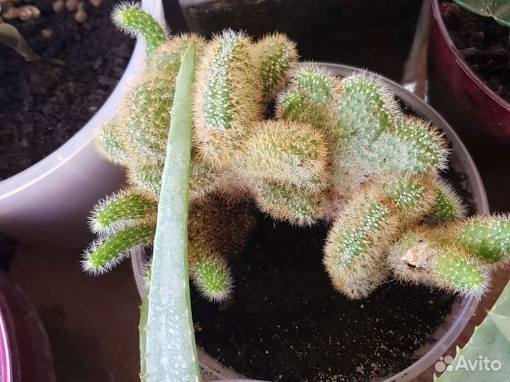 Кактус.Замиокулькас