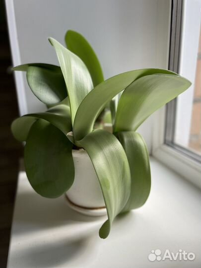 Олений язык, гемантус - редкое растение