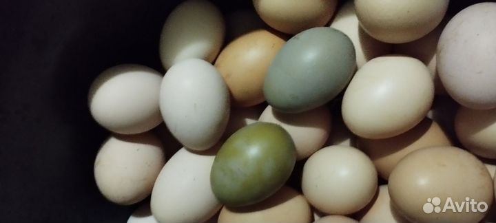 Инкубационные яйца Кученские юбилейные