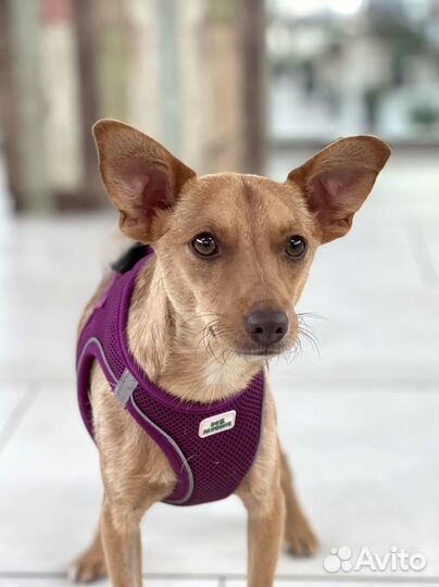 Метис тойчика, 1 год, 7 кг