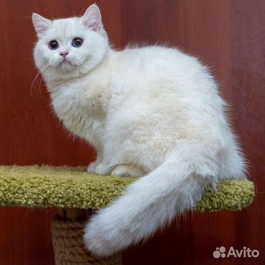 Британская шиншилла