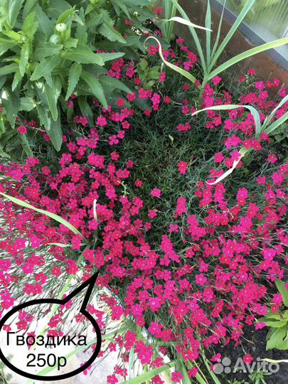 Гвоздика травянка