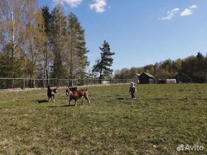 Козы, семья коз