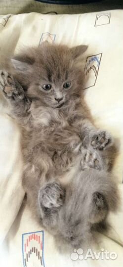 Кошка в дар бесплатно