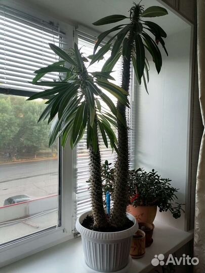 Пахиподиум Ламе