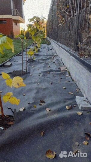 Укладка рулонного газона эконом