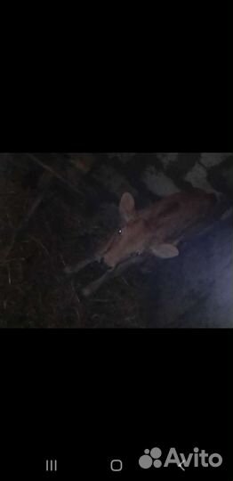 Телята телочки