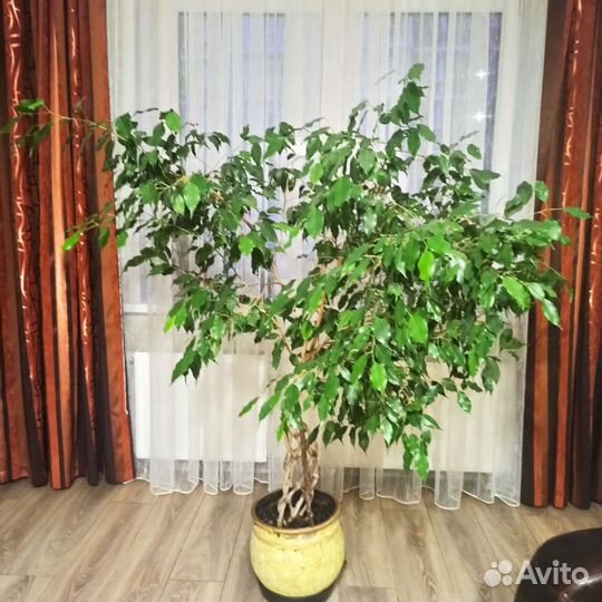 Большой Фикус бенджамина