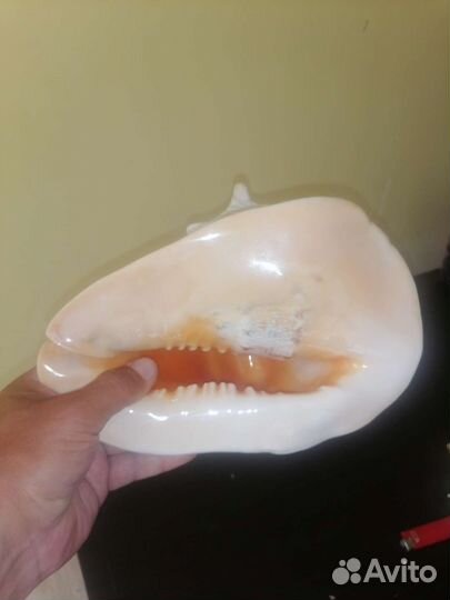 Морские раковины