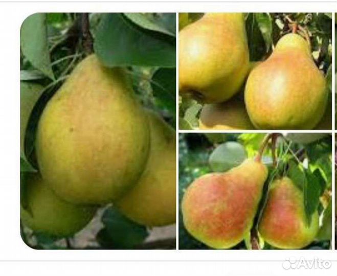 Запись на осень плодовые и декор, деревья, розы