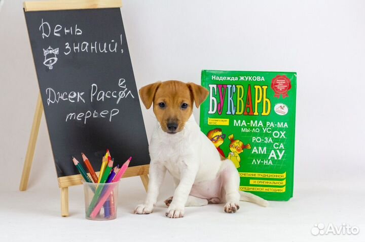 Золотое солнце девчушка на миллион